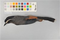 藏品(白耳畫眉)的圖片